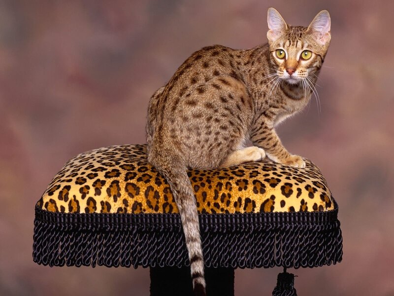 Savannah cat on leopard stool