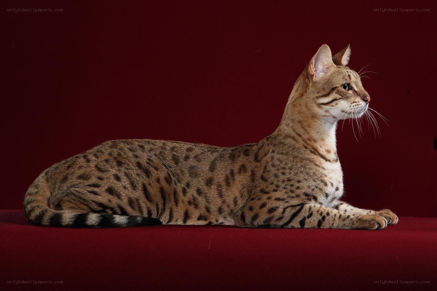 Savannah cat on red surface
