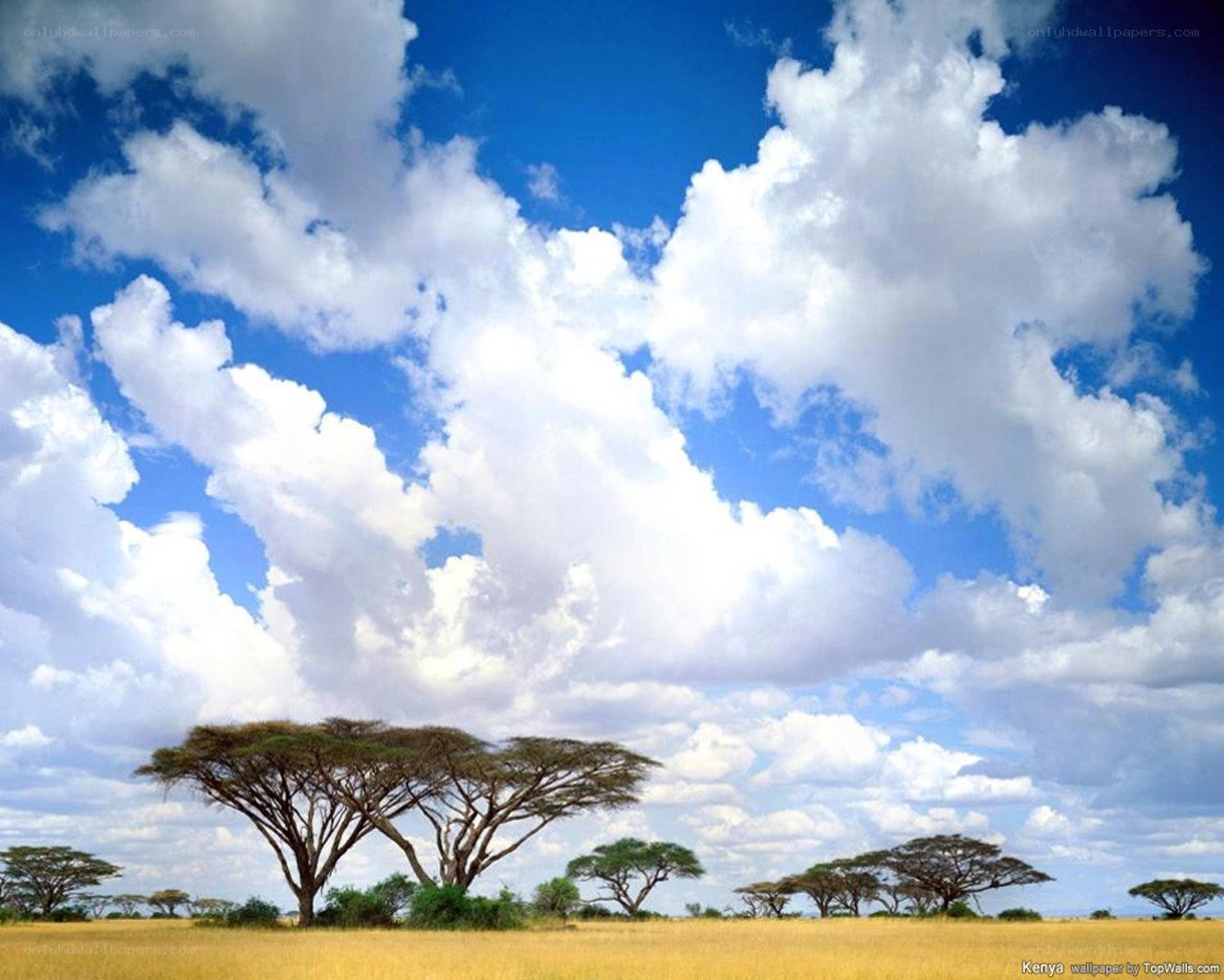 Savannah landscape with acacia trees