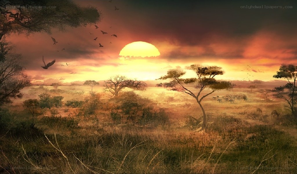 Savannah sunset with birds