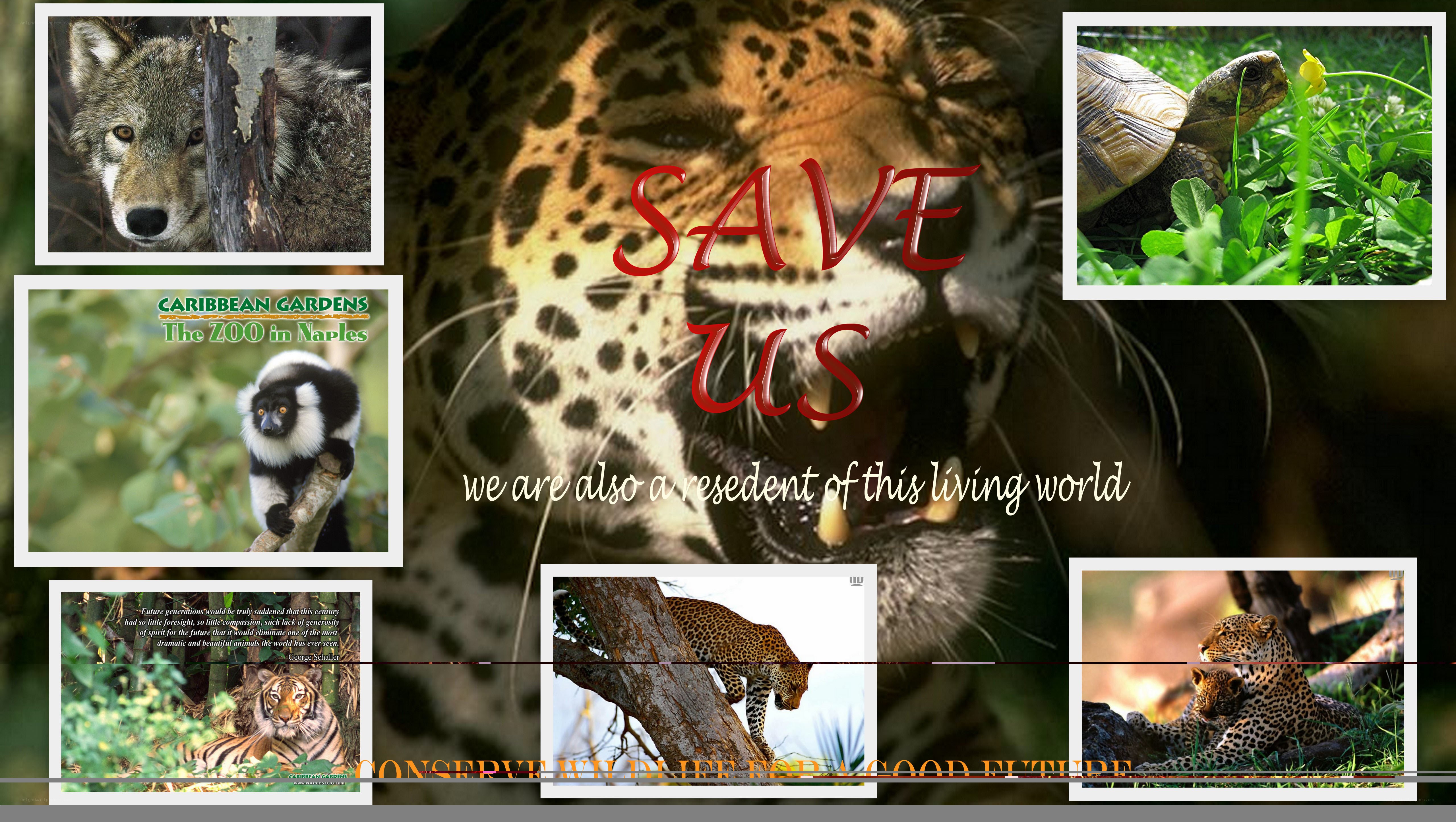 Save the Animals Campaign