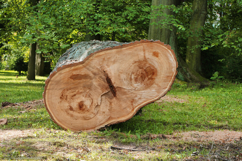 sawed tree trunk in park