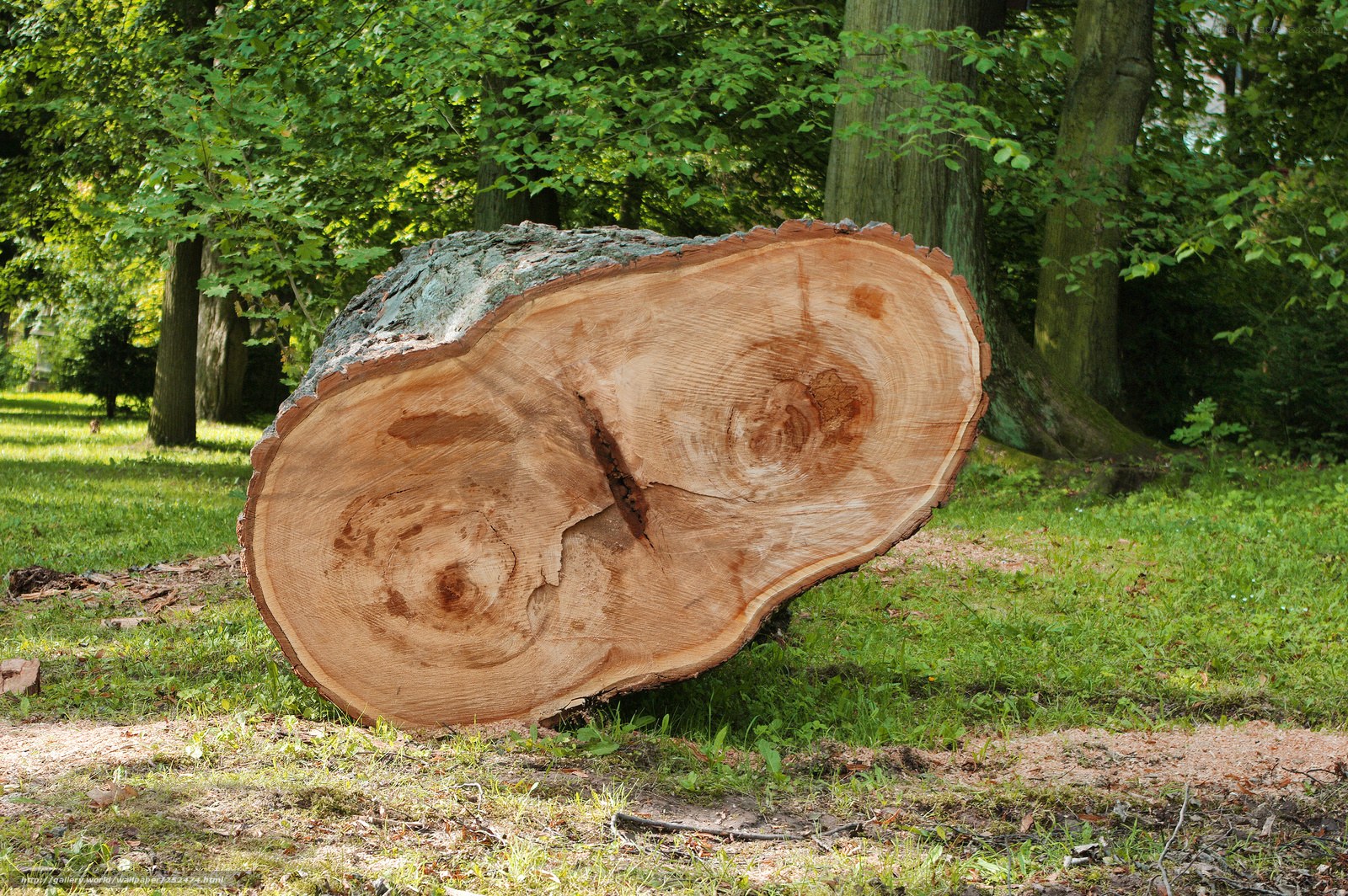 sawed tree trunk in park