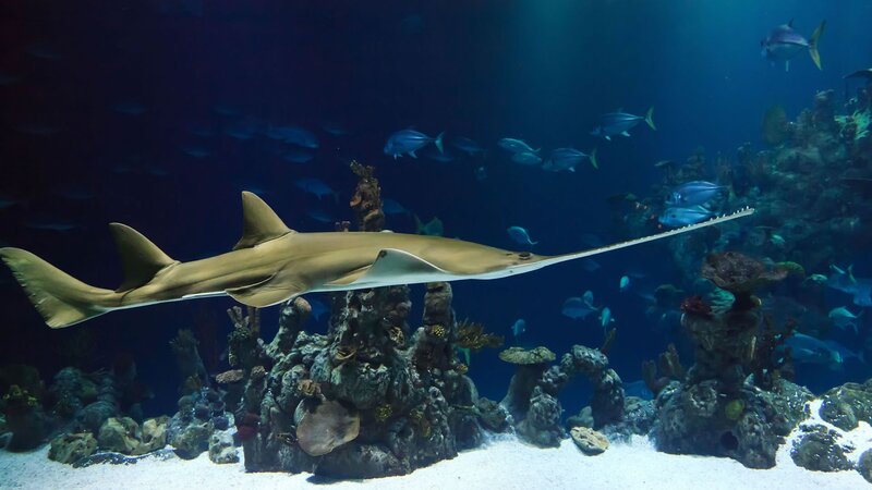 Sawfish in aquarium