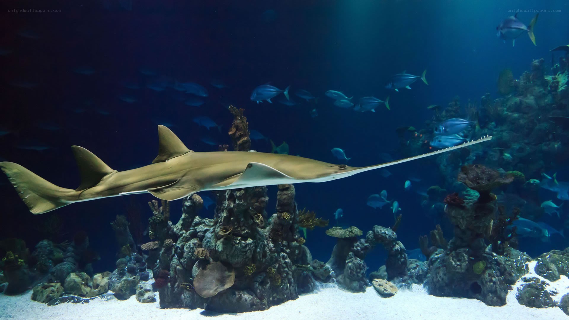 Sawfish in aquarium