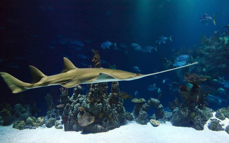 Sawfish in Aquarium — Blue, Serene