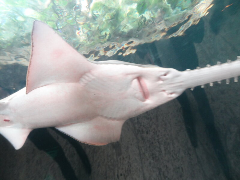 Sawfish in Aquarium — White, Calm