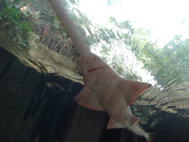 Sawfish in Aquarium — White