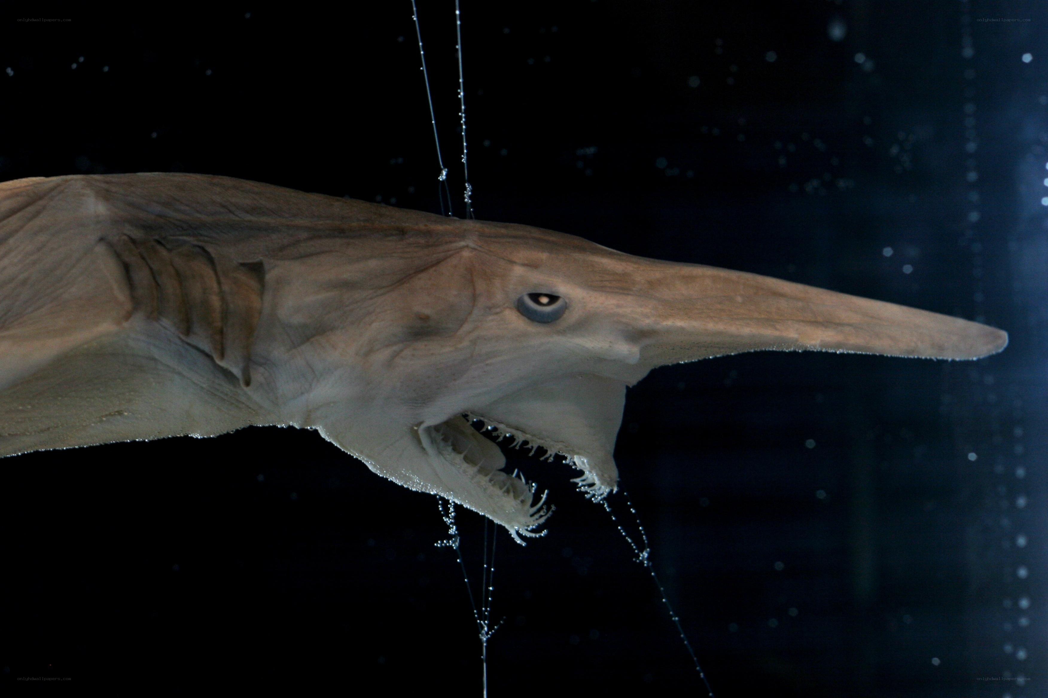 Sawfish in aquarium