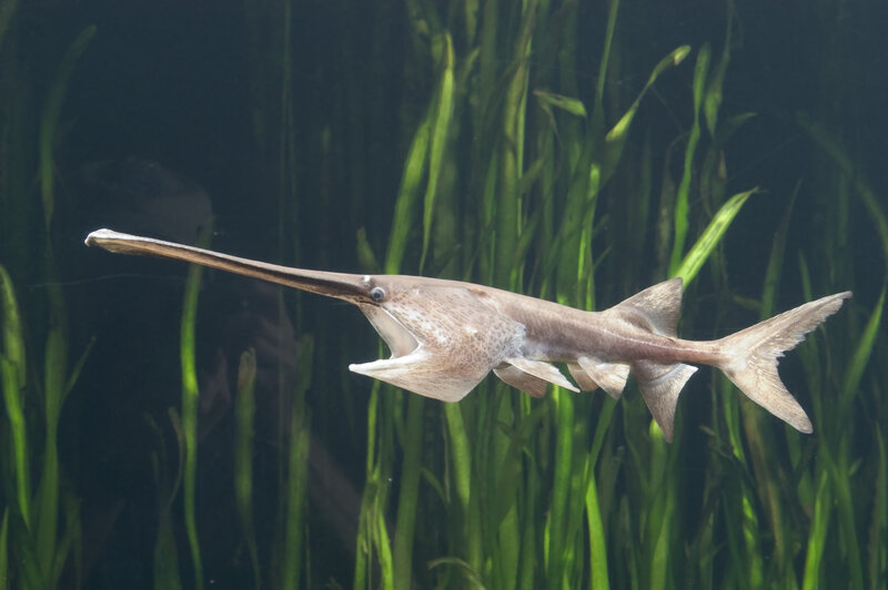 Sawfish swimming in aquarium