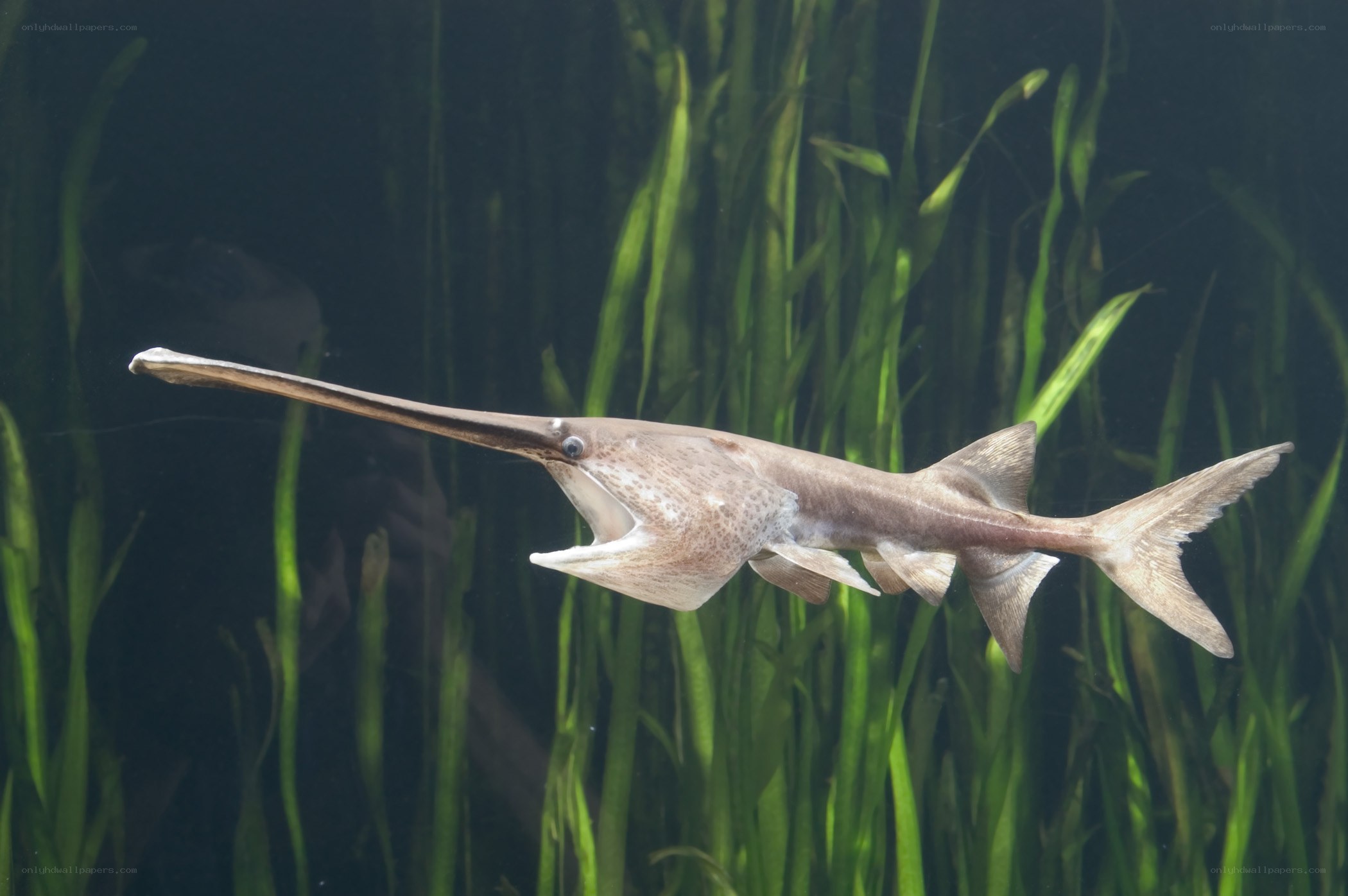Sawfish swimming in aquarium