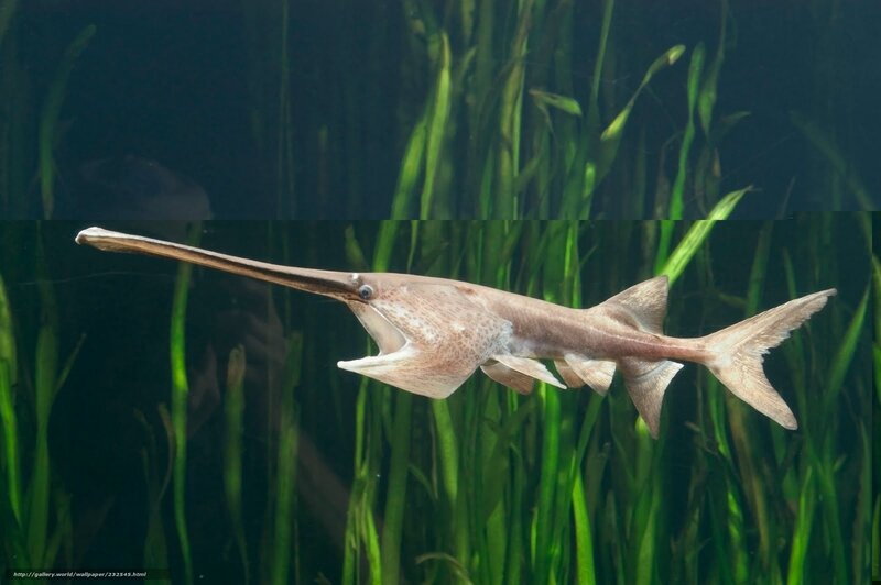 Sawfish swimming in aquatic plants