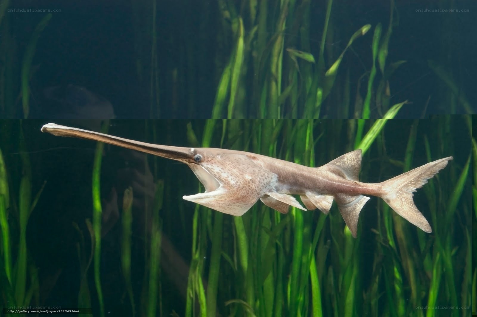 Sawfish swimming in aquatic plants