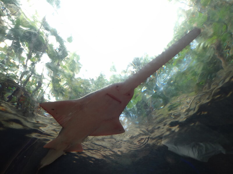 Sawfish Swimming Underwater