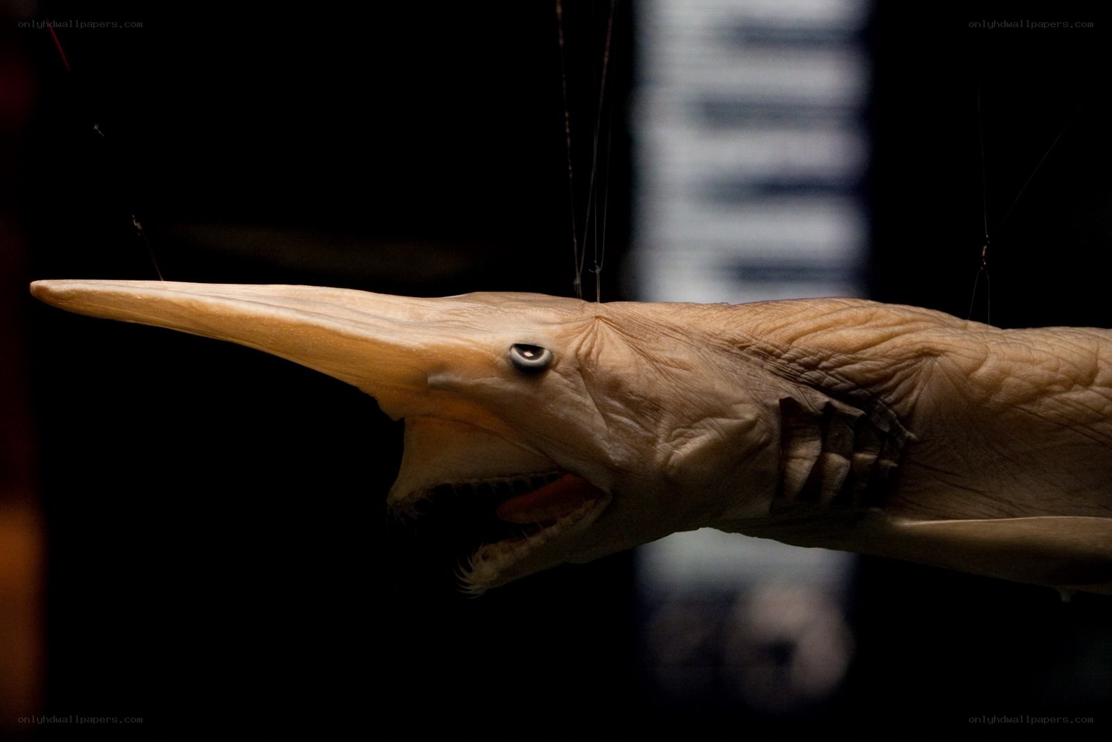 Sawshark specimen in display