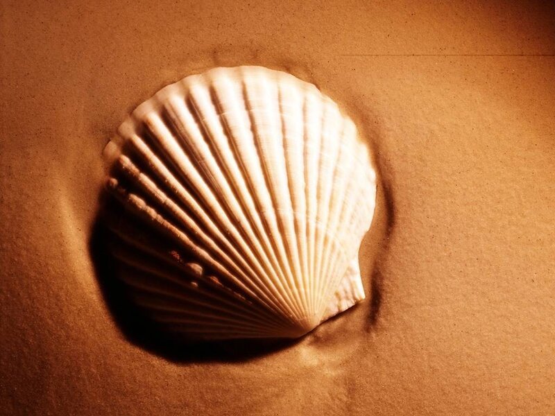 Scallop Shell in Sand — Brown, Serene