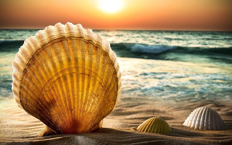 Scallop Shell on Beach — Gold, Serene