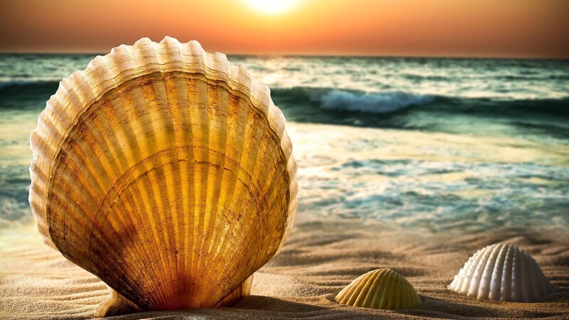 Scallop Shell on Beach — Gold