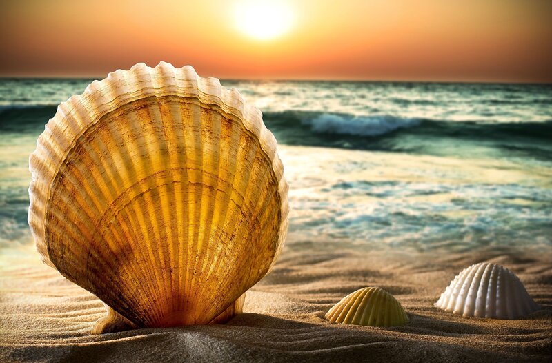 Scallop Shell on Beach