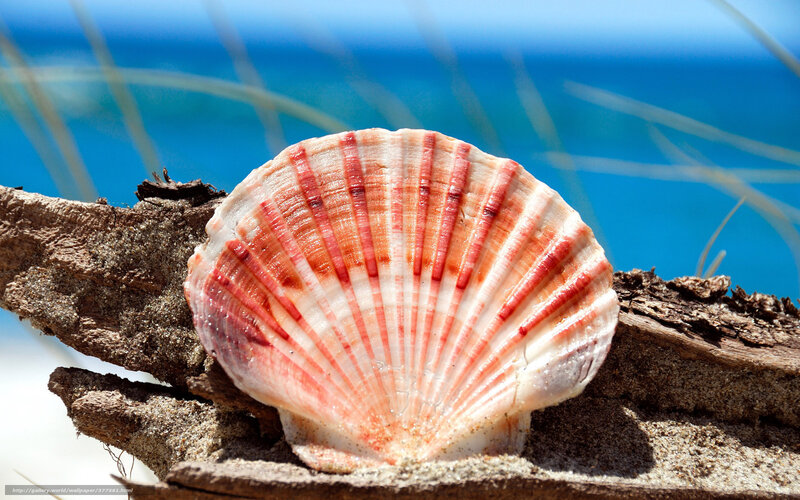 Scallop Shell on Driftwood — White, Serene, Afternoon