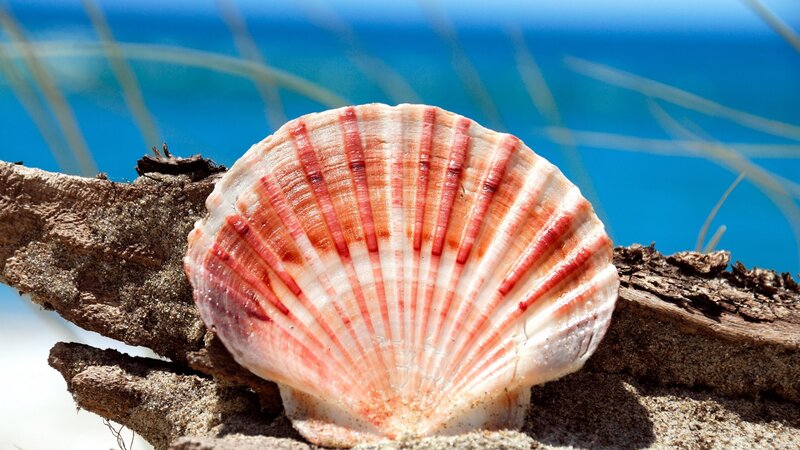 Scallop Shell on Driftwood — White