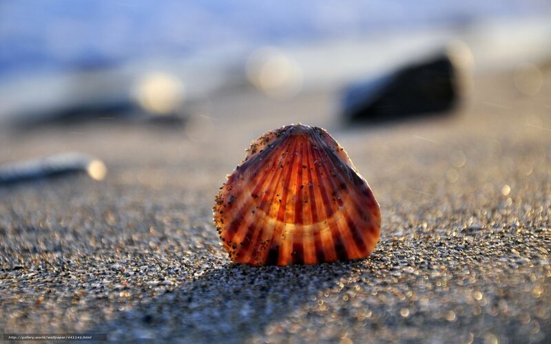 Scallop Shell on Sand — Brown