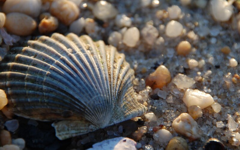 Scallop Shell on Sand
