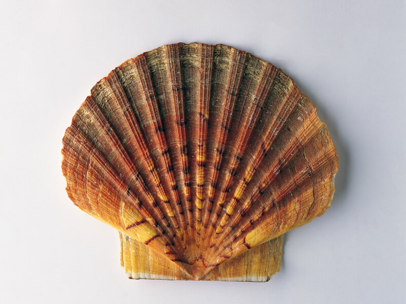 Scallop Shell