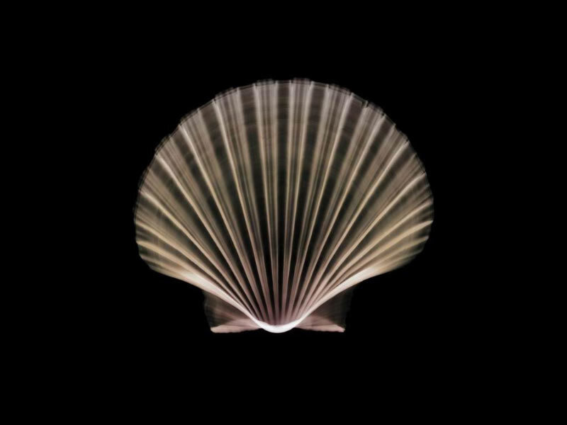 scalloped shell on black