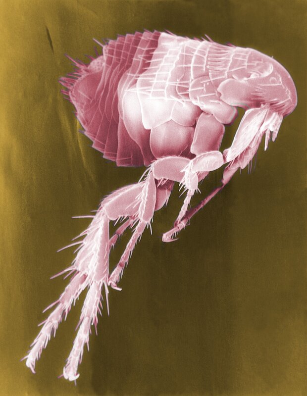Scanning electron micrograph of a flea