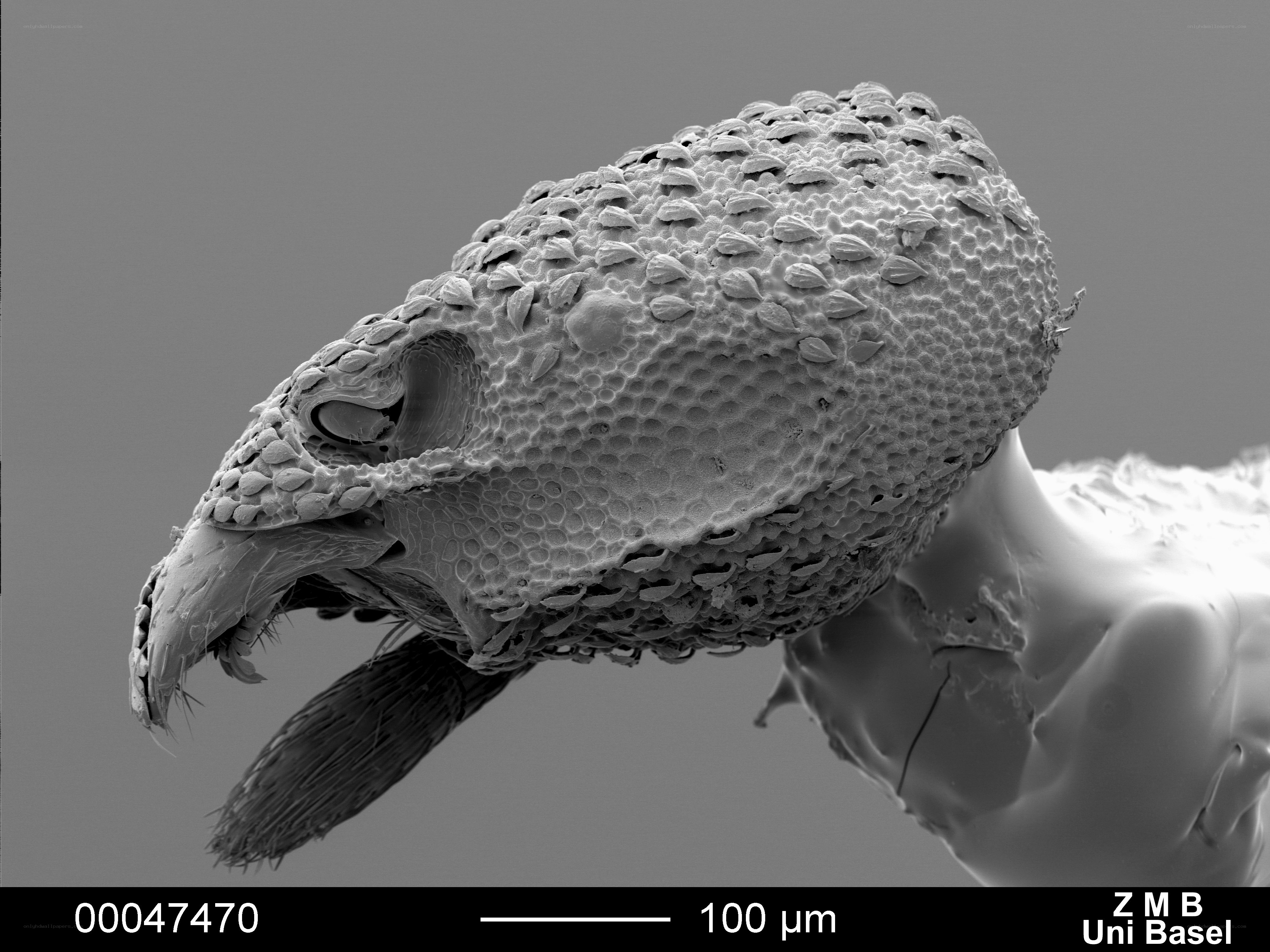 Scanning electron microscope image of an insect head