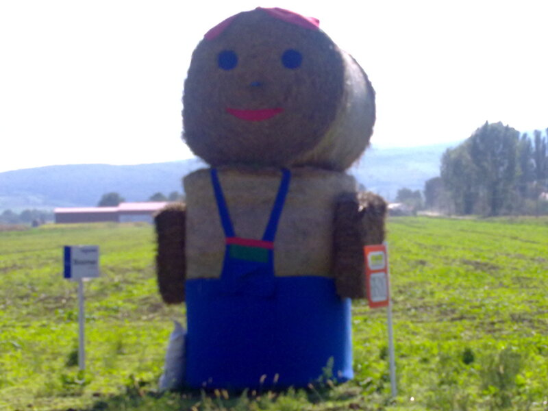 Scarecrow in a field