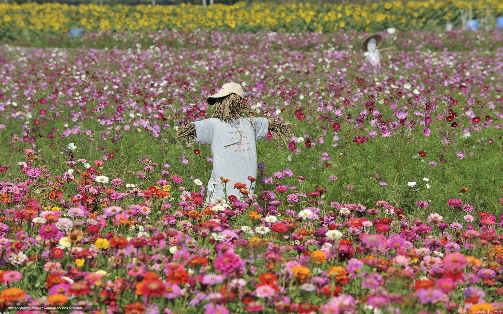 Scarecrow in a flower field