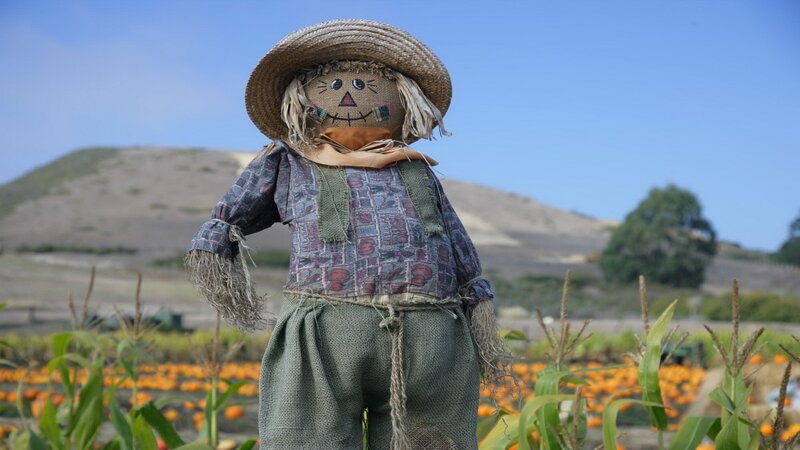 Scarecrow in a pumpkin patch