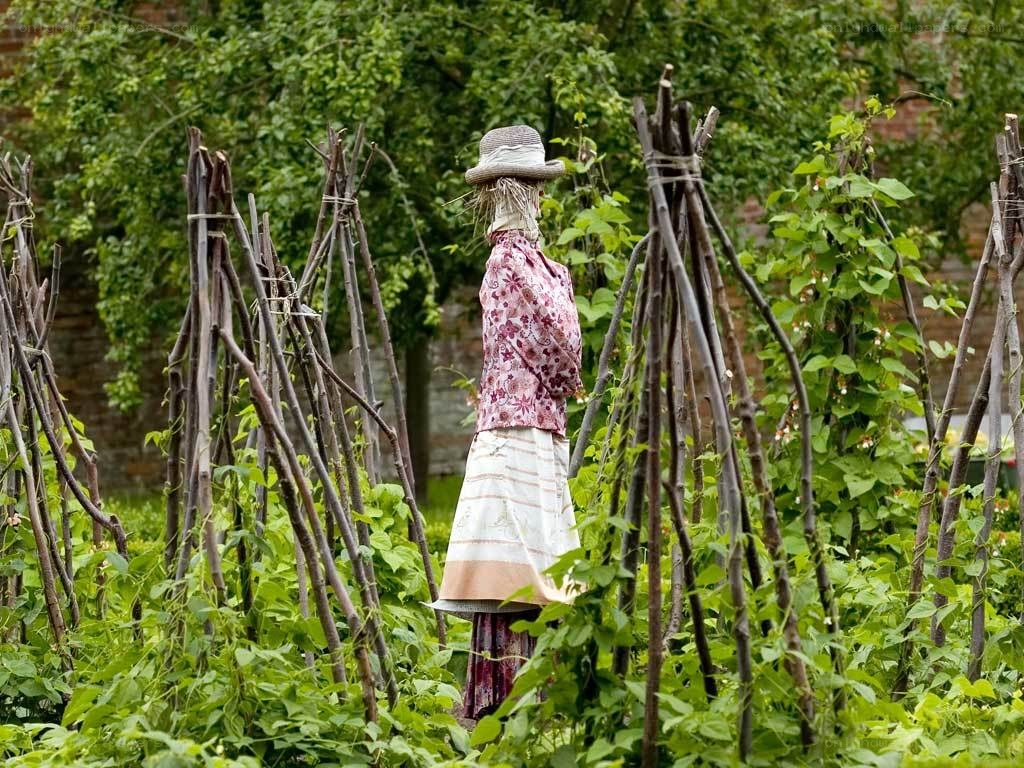 Scarecrow in a vegetable garden