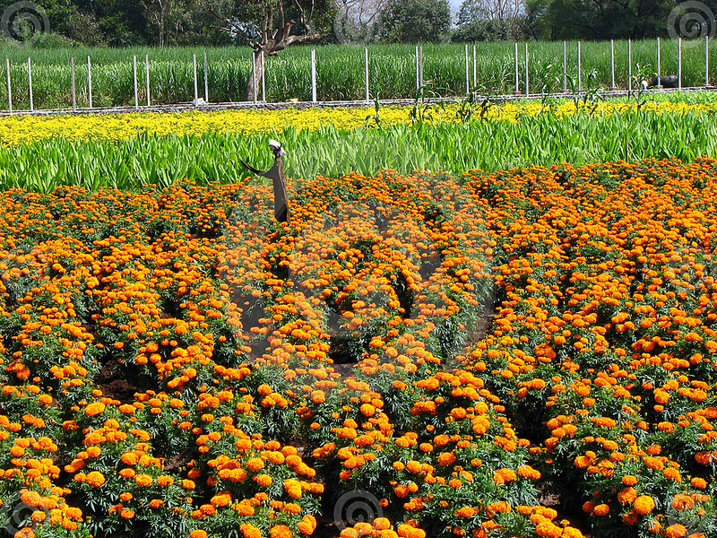 Scarecrow in Flower Field