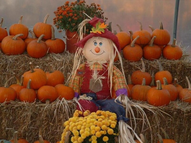 Scarecrow with Pumpkins — Orange, Festive, Autumn, Photograph