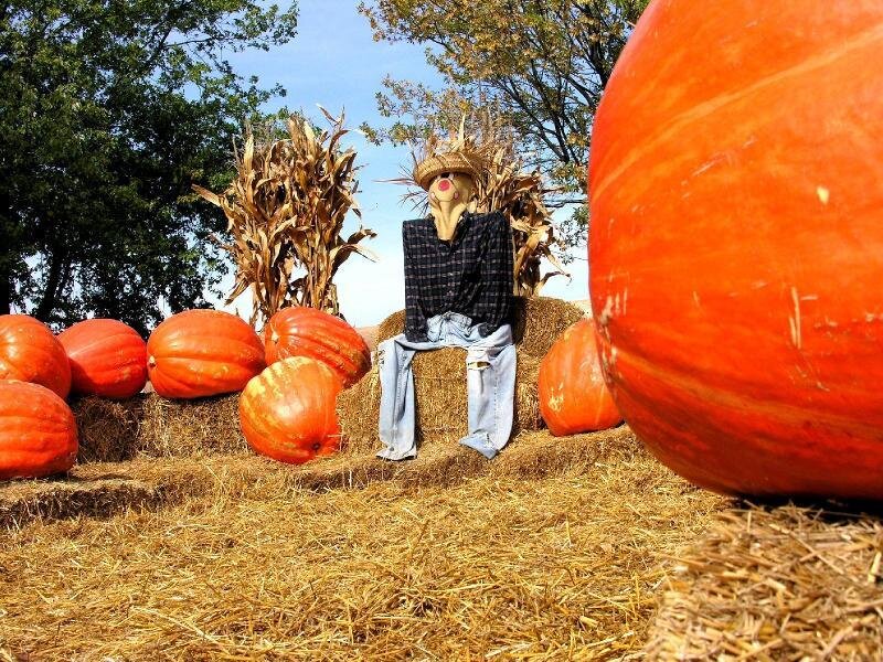 Scarecrow with Pumpkins — Orange, Festive