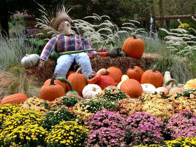 Scarecrow with Pumpkins — Orange