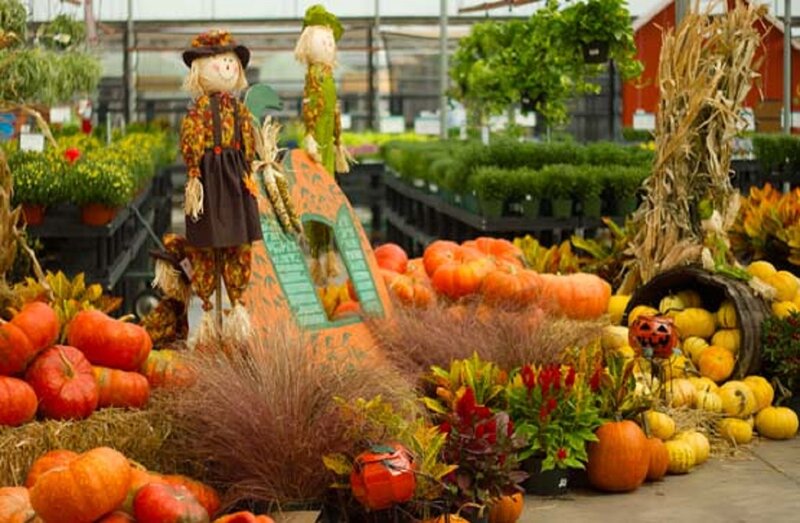 Scarecrows and Pumpkins — Orange, Festive, Autumn, Photograph