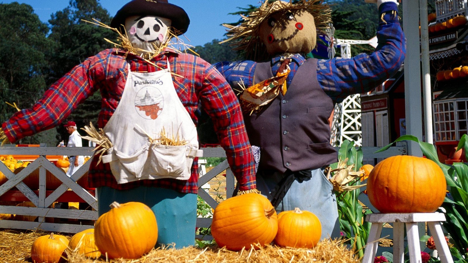 Scarecrows at a pumpkin farm