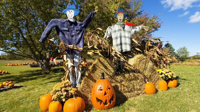 Scarecrows at a pumpkin patch
