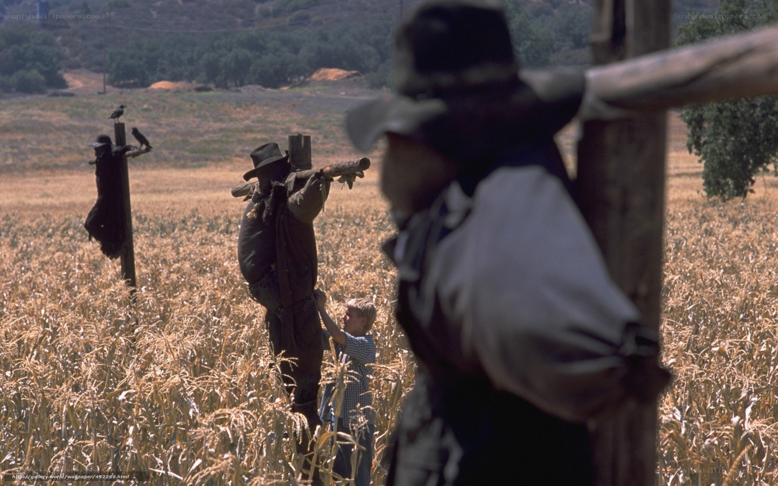 Scarecrows in a cornfield