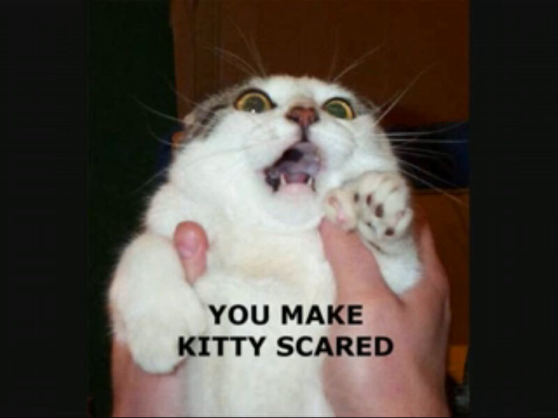 Scared Cat Being Held