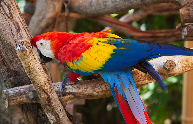 Scarlet Macaw on Branch