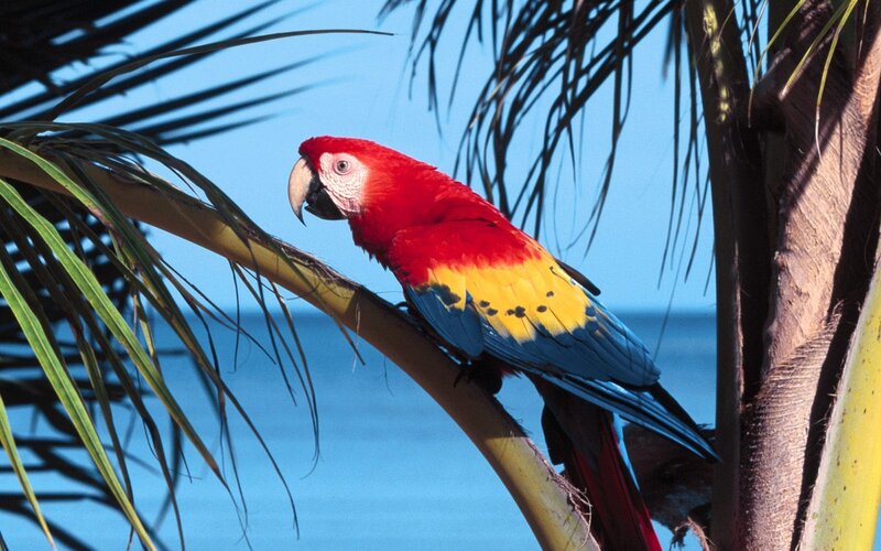 Scarlet macaw on palm branch
