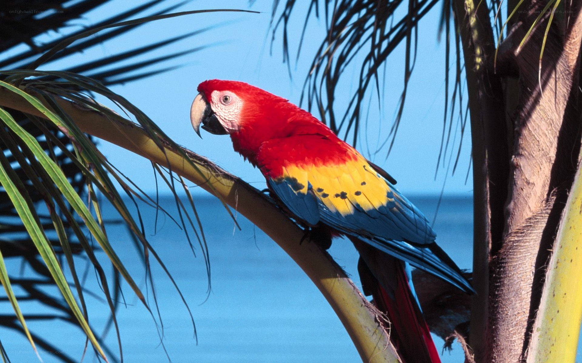 Scarlet macaw on palm branch