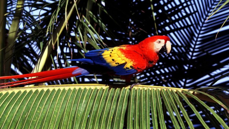 Scarlet macaw on palm leaf