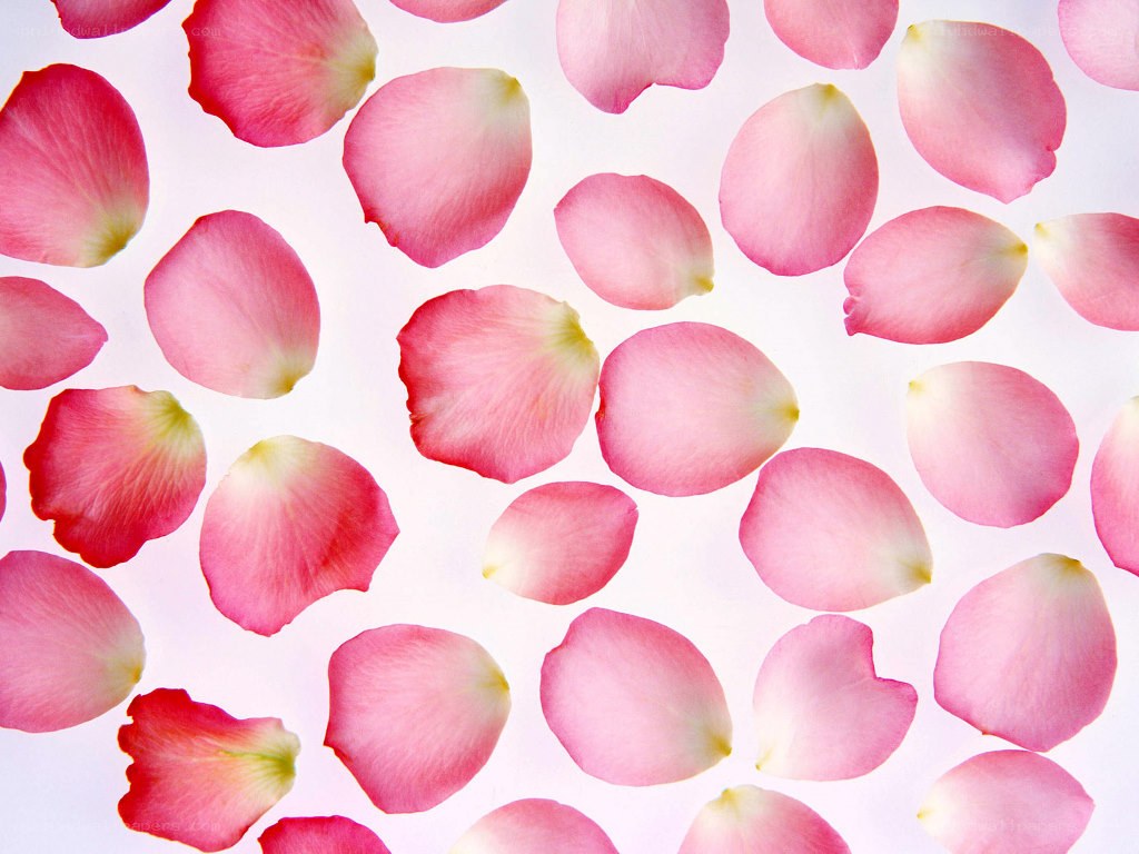 scattered pink rose petals