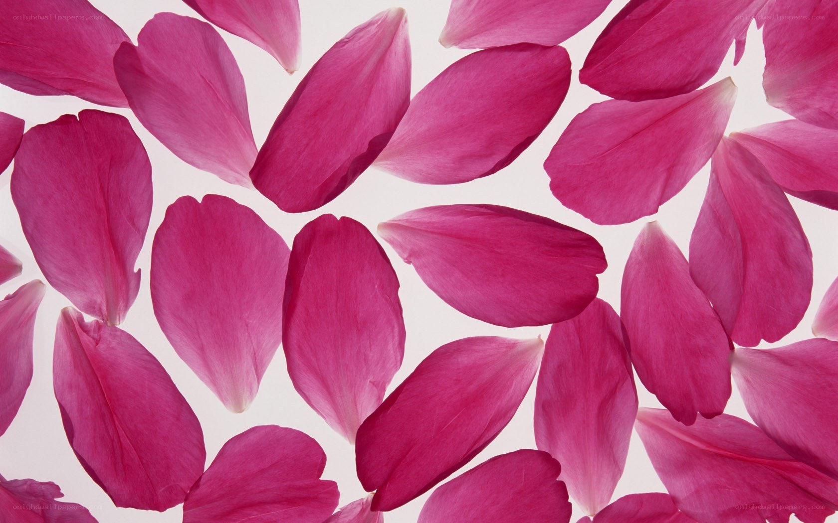 scattered pink rose petals
